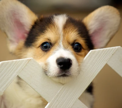 Adorable cachorro con orejas grandes asomándose por una cerca