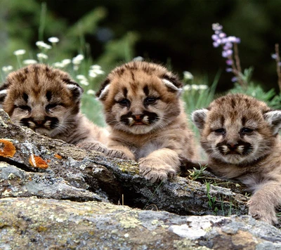 cubs, fofo, leão, natureza, doce