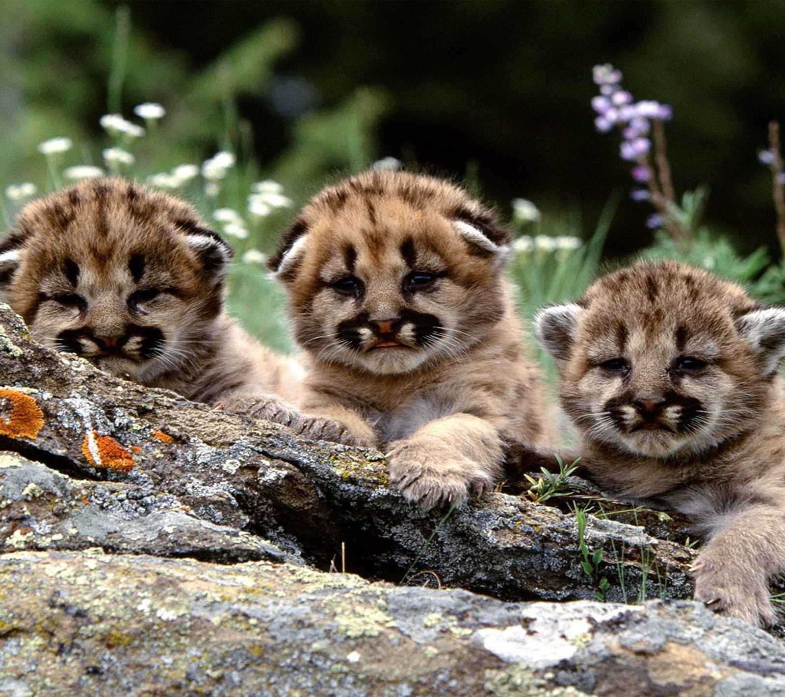 Baixar papel de parede cubs, fofo, leão, natureza, doce