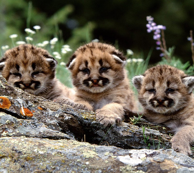 Три маленьких детеныша горного льва сидят на камне (кубс, cubs, милый, лев, природа)