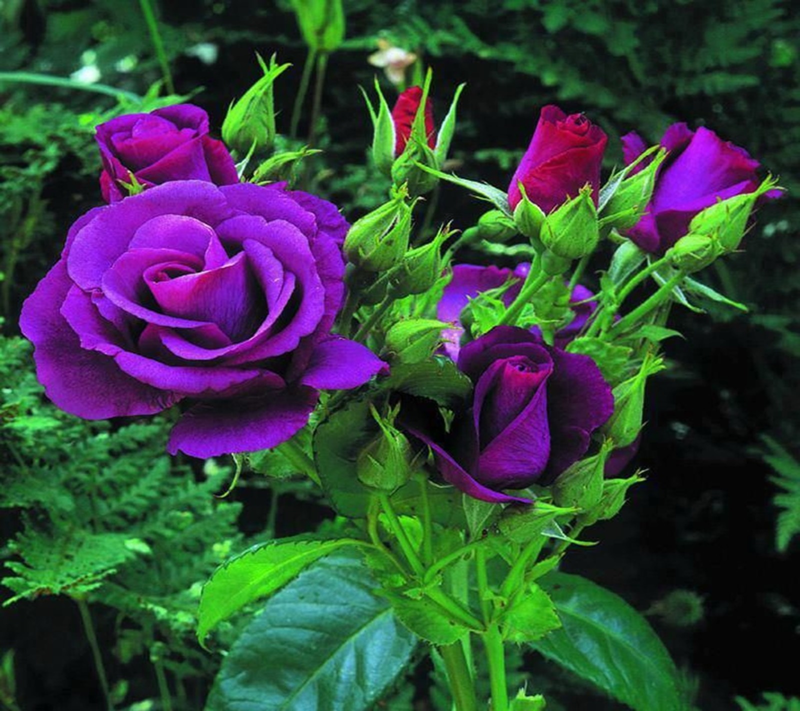 Purple roses are in a vase with green leaves and a bush behind them (purple, roses)