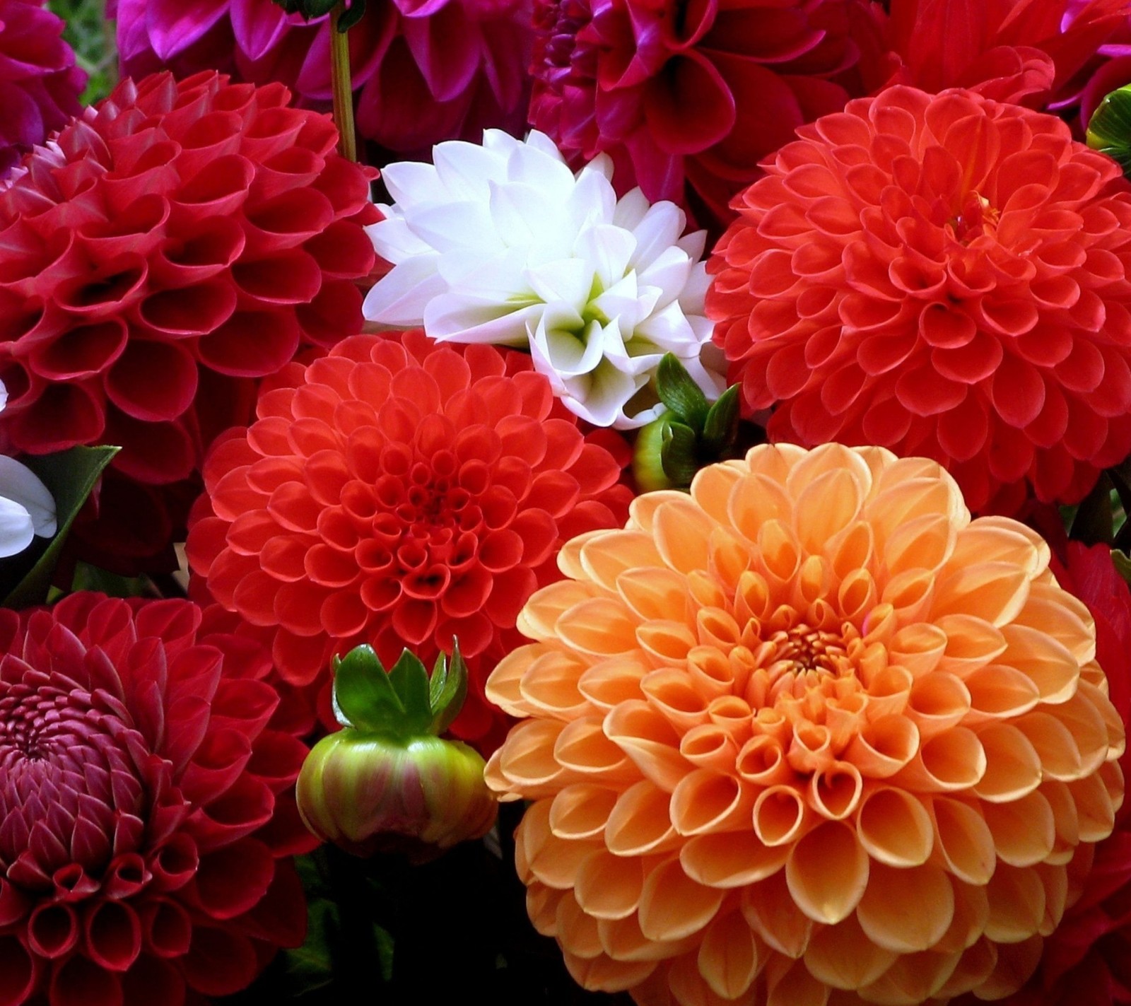 Il y a de nombreuses fleurs de différentes couleurs dans un bouquet ensemble (beauté, nature, rouge, roses)