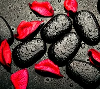 Gotas de lluvia sobre piedras lisas rodeadas de pétalos rojos