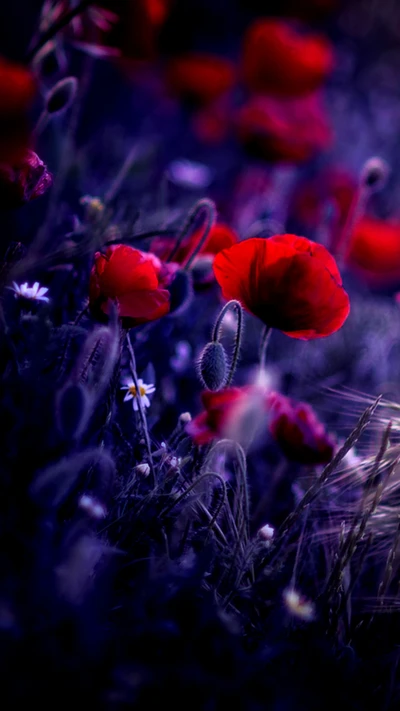 Des coquelicots rouges vibrants fleurissent dans le crépuscule du printemps