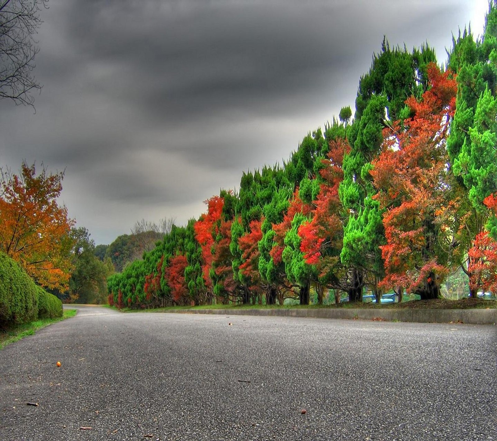 Los árboles están cambiando de color en otoño en una carretera (hermoso, color, naturaleza, nuevo, agradable)