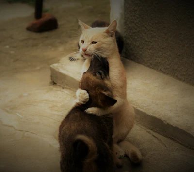 A Heartwarming Bond Between a Cat and Dog in Belgrade