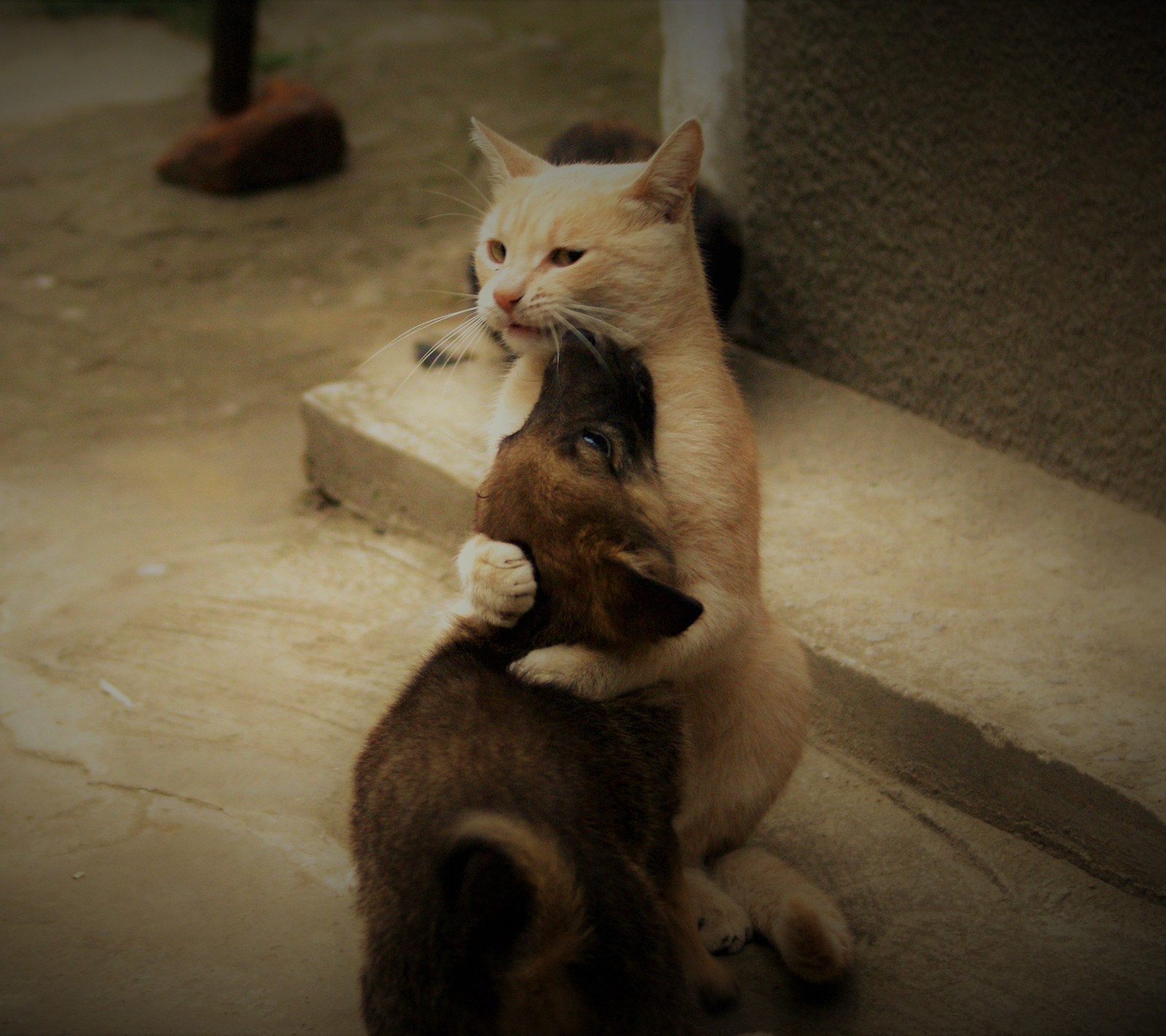 Descargar fondo de pantalla abej, beograd, amor, mascotas