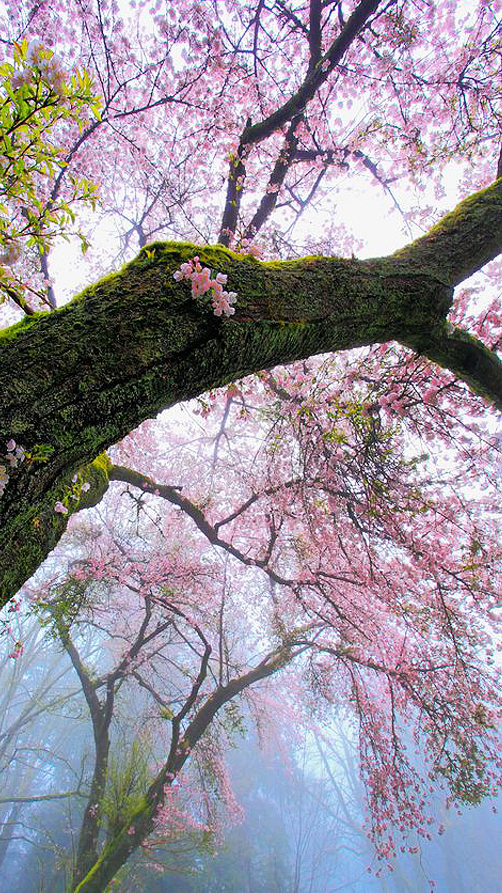 Close de uma árvore com flores rosas em uma floresta nevoenta (flor, rosa, primavera, árvore)