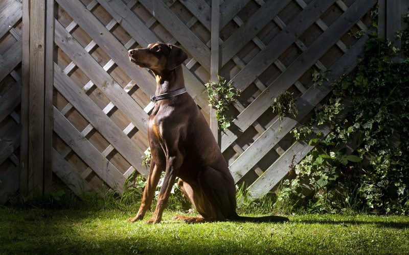 Арафа сидит в траве перед забором (доберман, miniature pinscher, порода собак, итальянскаяgreyhound, испанская гонча)