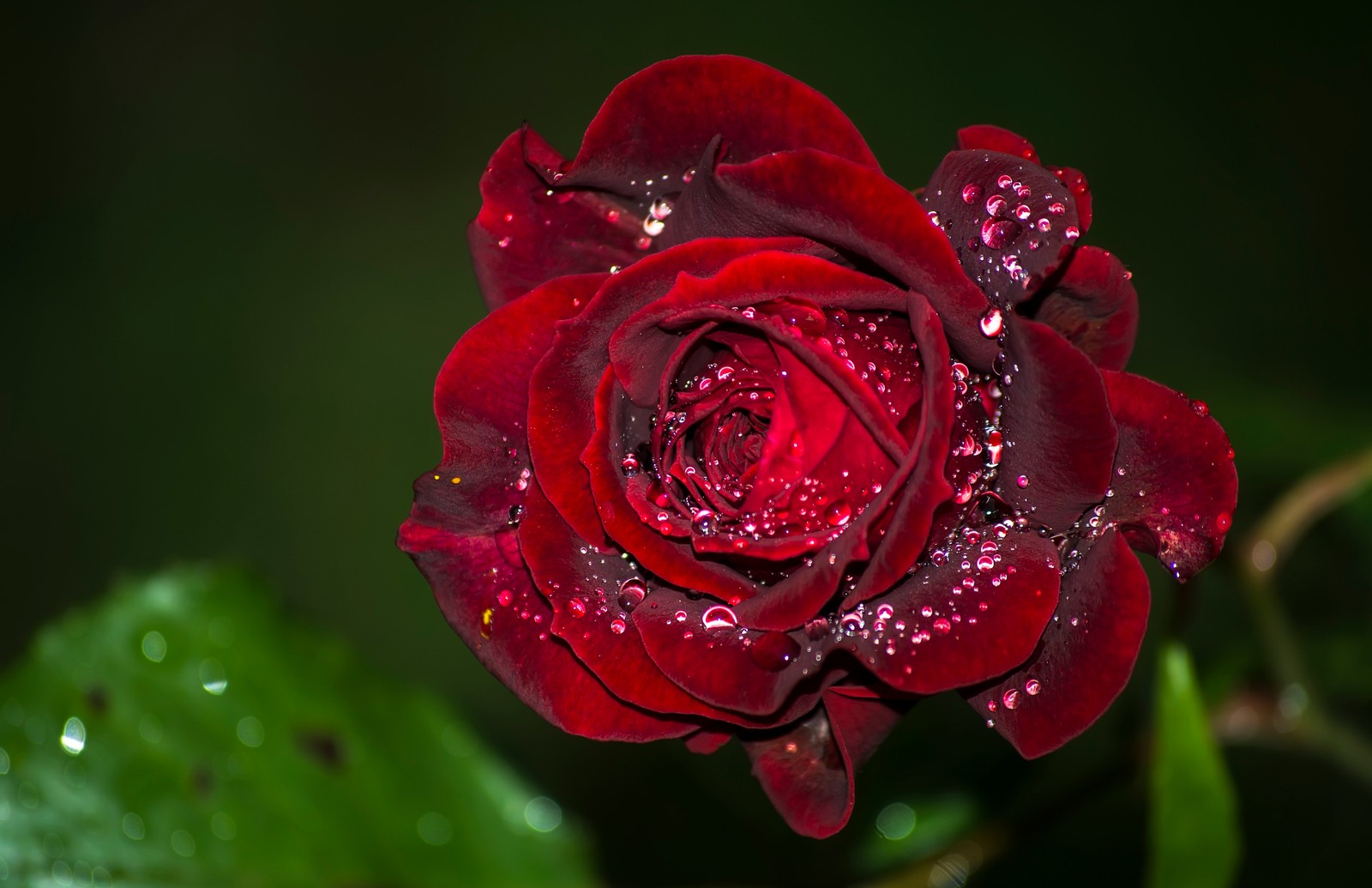 Arafed red rose with water droplets on it in the dark (garden roses, dew, flower, rose, petal)