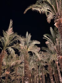 palm trees, date palm, plant, branch, terrestrial plant