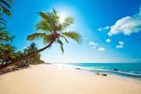 Tropical Beach Paradise with Palm Trees and Clear Blue Water