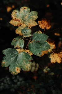 Feuilles automnales d'une plante à fleurs avec des signes de pathologie