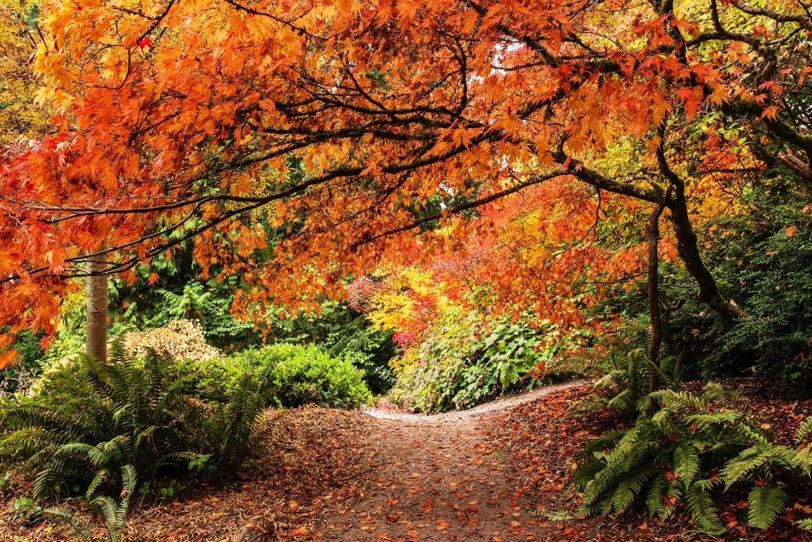 A view of a pathway through a forest with a tree in the background (tree, nature, leaf, autumn, deciduous)