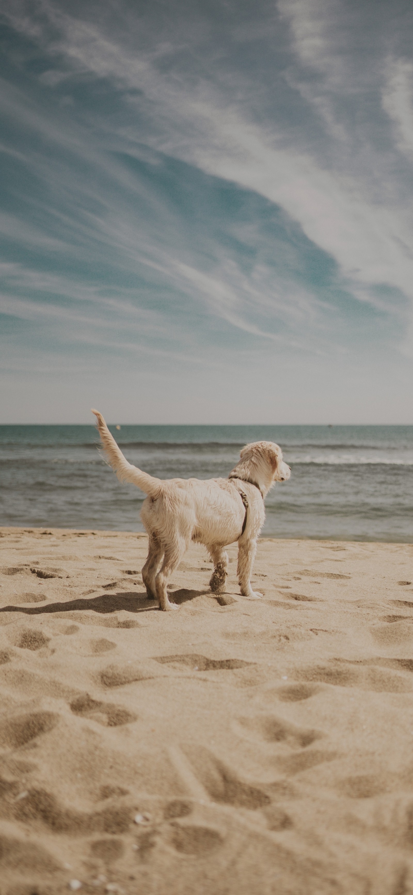 There is a dog that is standing on the beach looking at the water (companion dog, cloud, water, great dane, dog breed)