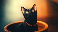 Chat noir curieux dans un pot avec des yeux dorés frappants