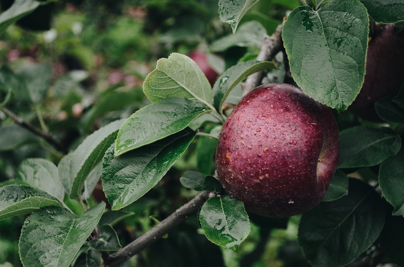 Ein roter apfel hängt an einem baum mit grünen blättern (apfel, obstgarten, frucht, pflanze, blume)