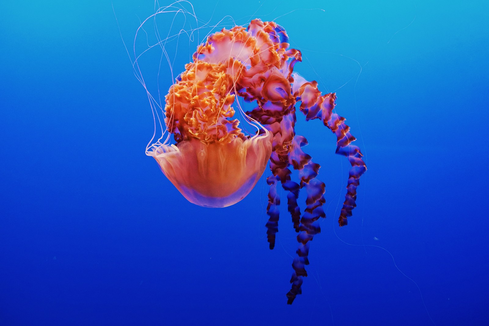 Es gibt eine qualle, die im wasser schwebt (qualle, monterey bay aquarium, unter wasser, monterey, kalifornien)