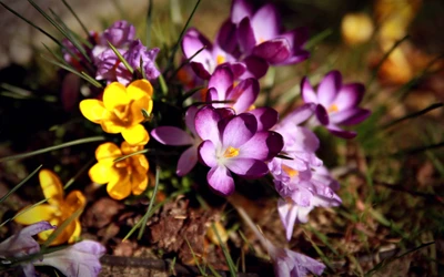 Flores de crocus vibrantes em flor: flores silvestres roxas e amarelas da primavera