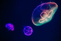 Águas-vivas bioluminescentes em cores vibrantes contra um fundo escuro