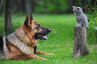 Um pastor alemão e um gatinho brincalhão compartilham um momento em um jardim verdejante.