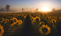 sunflower, field, flower, sunrise, morning