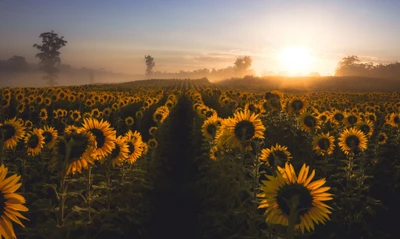 tournesol, champ, fleur, lever de soleil, matin