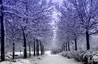 Paysage d'hiver : Arbres couverts de neige et chemin serein à Séoul