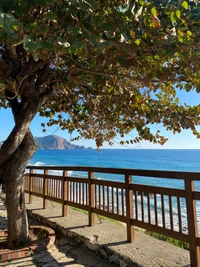 Serenidad costera: Un árbol junto al mar azul