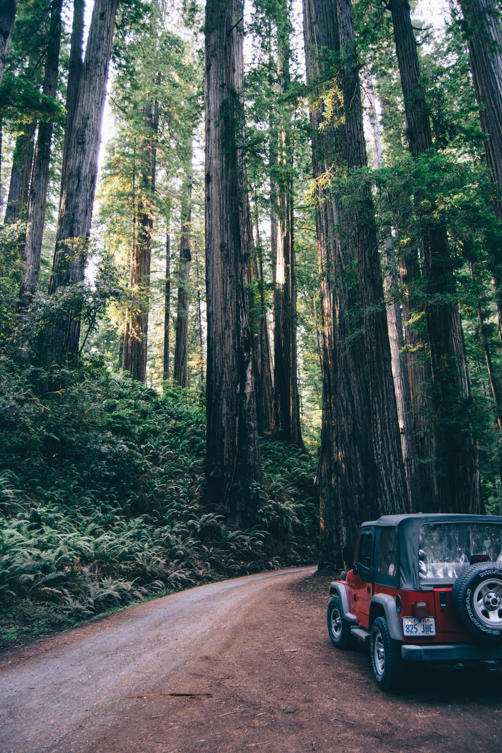 Arafed jeep parked on a dirt road in a forest (tree, forest, natural environment, old growth forest, nature)