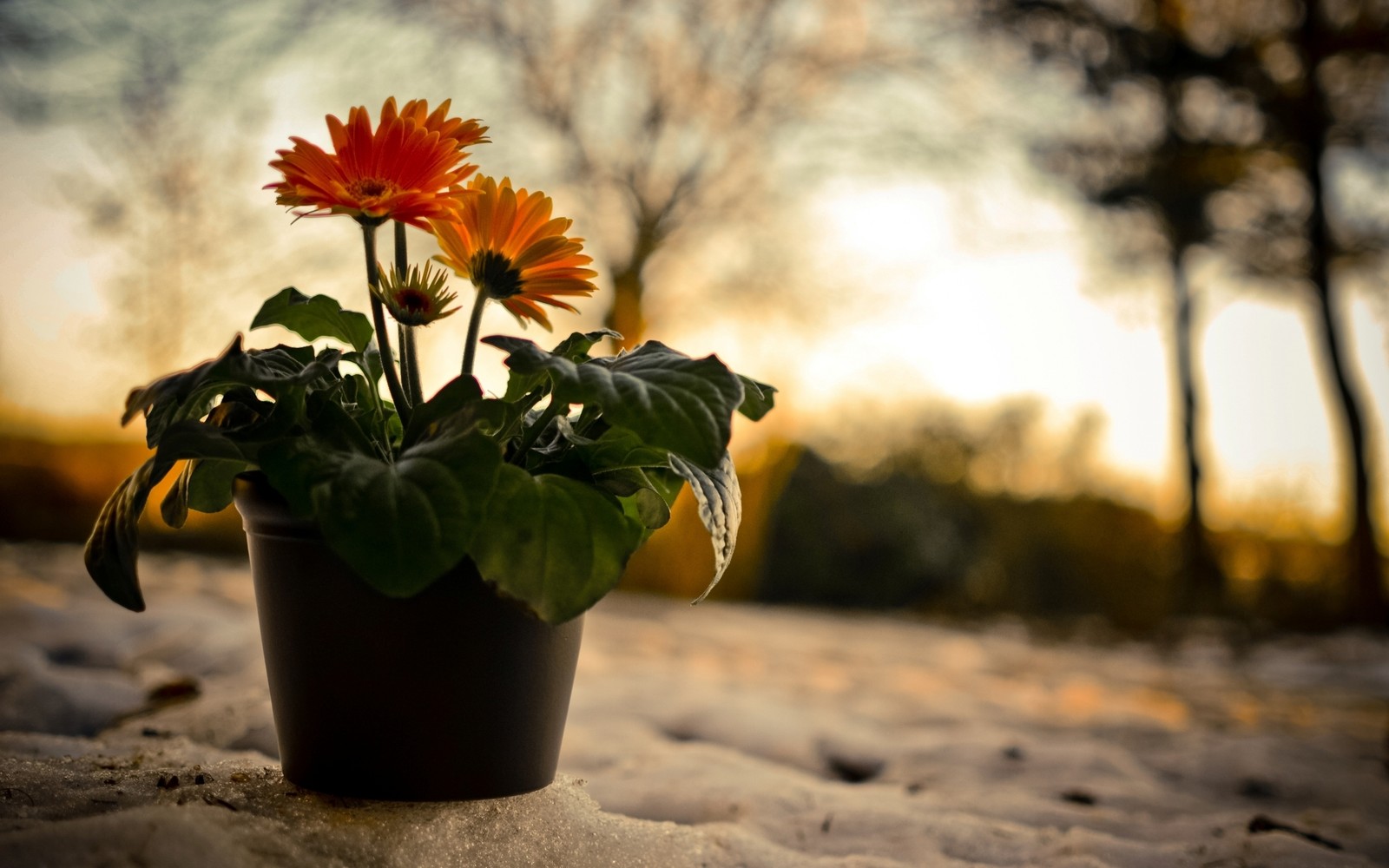 There is a small pot with flowers sitting on the ground (flowerpot, transvaal daisy, yellow, flowering plant, spring)