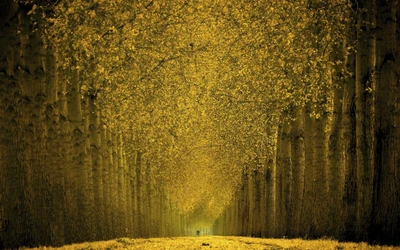 nature, jaune, arbre, ensoleillement, arbre à fougères