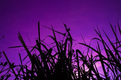 Silhueta de gramíneas contra um céu de pôr do sol roxo