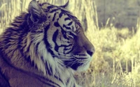 tiger, wildlife, terrestrial animal wallpaper