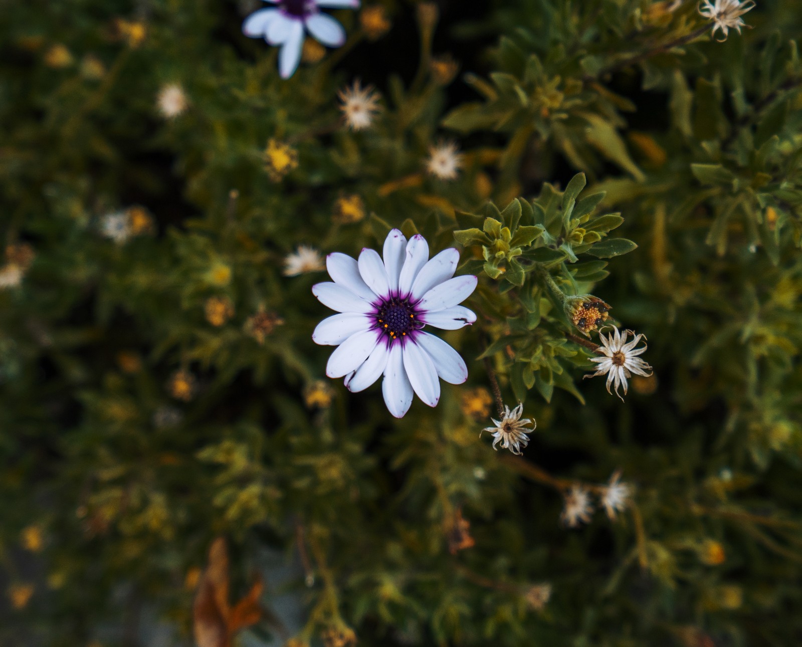 Eine weiße blume mit lila zentrum sitzt in einem busch (blume, blütenblatt, pflanze, blühende pflanze, aster)