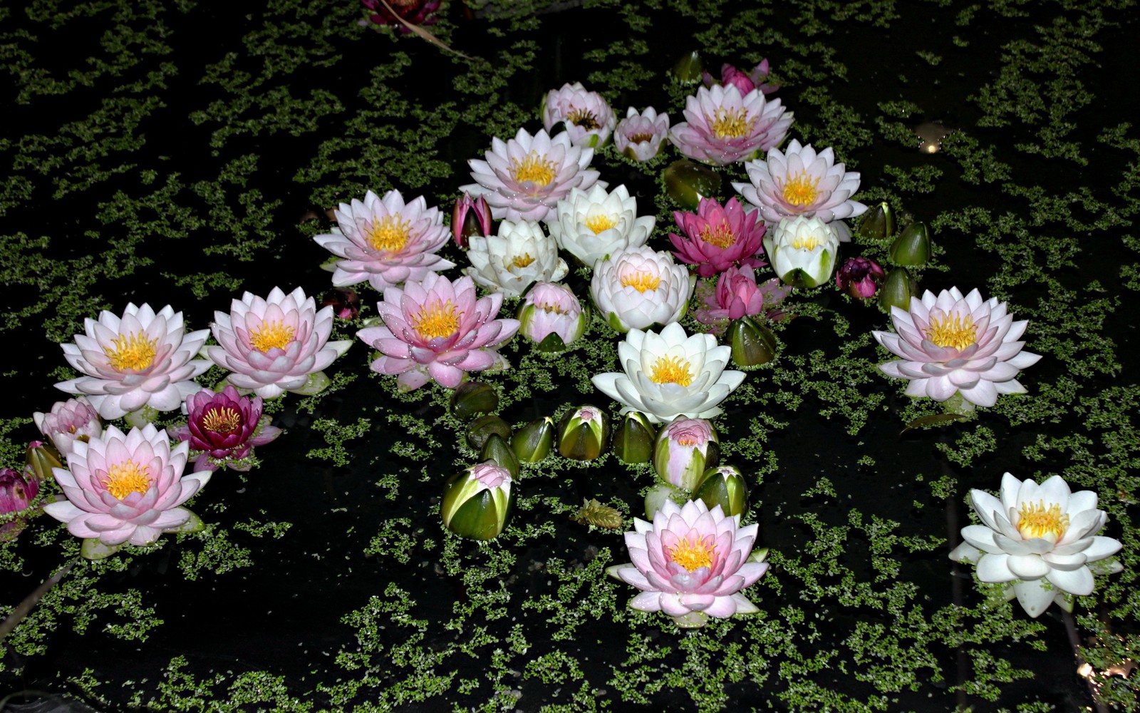 Muitas lírios d'água flutuando em um lago (planta com flores, pétala, margarida, planta anual, lírio)