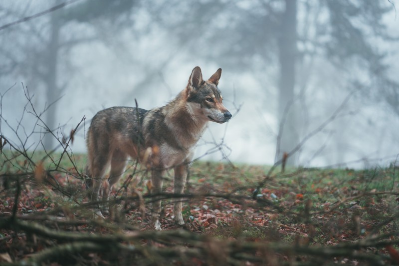 Волк стоит в лесу в тумане (волкособ, canidae, дикая природа, волк, чехословацкая волкодав)