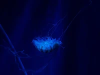 jellyfish, blue, cnidaria, electric blue, marine invertebrates wallpaper