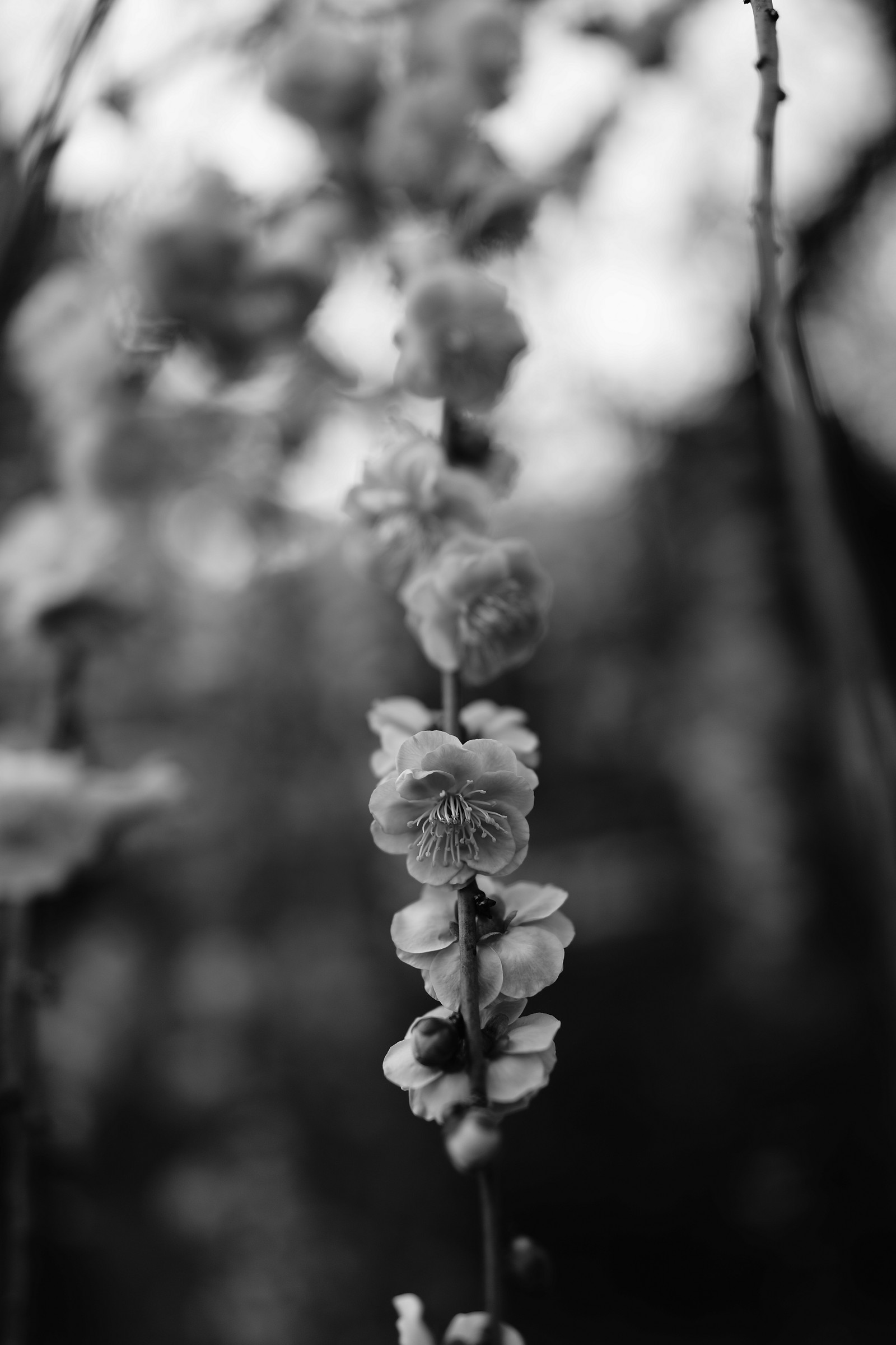 Descargar fondo de pantalla blanco y negro, flor, negro, blanco, monocromo