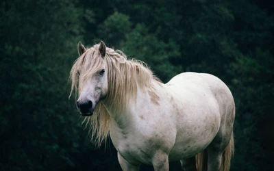 Majestuoso caballo blanco en paisaje de pradera exuberante