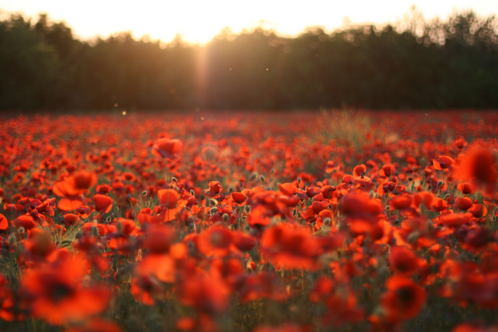 Eine nahaufnahme eines feldes mit roten blumen im hintergrund eines sonnenuntergangs (feld, blume, mohn, sonnenlicht, wildblume)