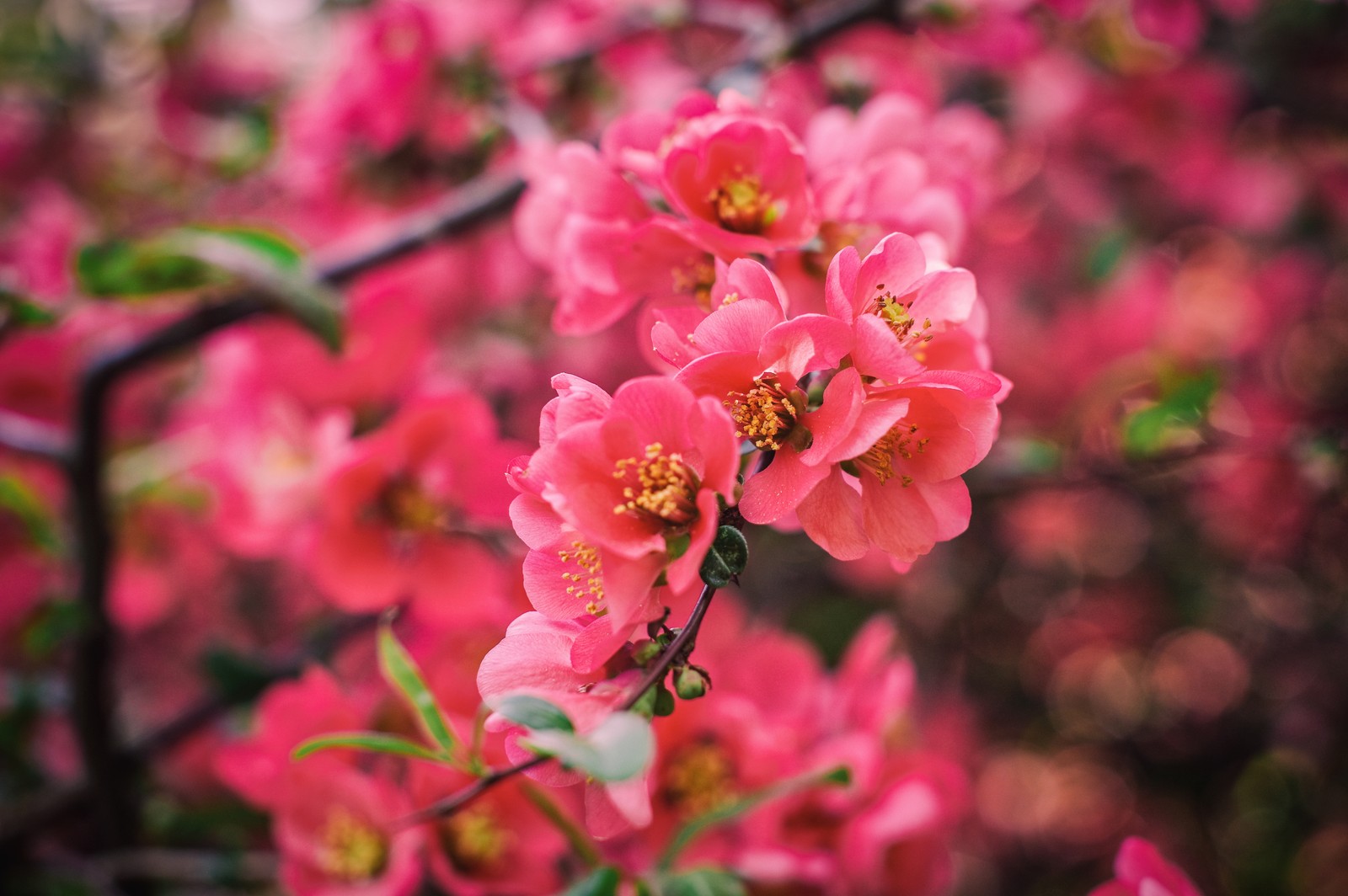 Hay una flor rosa que está creciendo en un árbol (flor, floración, rosa, pétalo, planta)