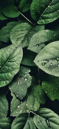 Moist Green Leaves with Dew Drops