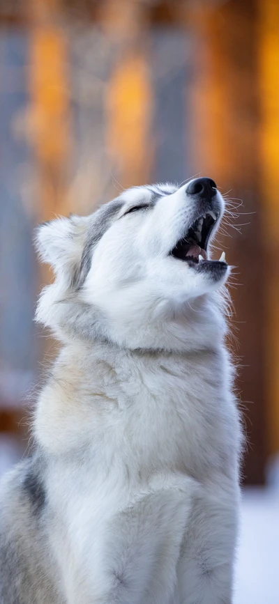 Ein majestätischer Husky, der freudig gegen einen warmen, verschwommenen Hintergrund heult.