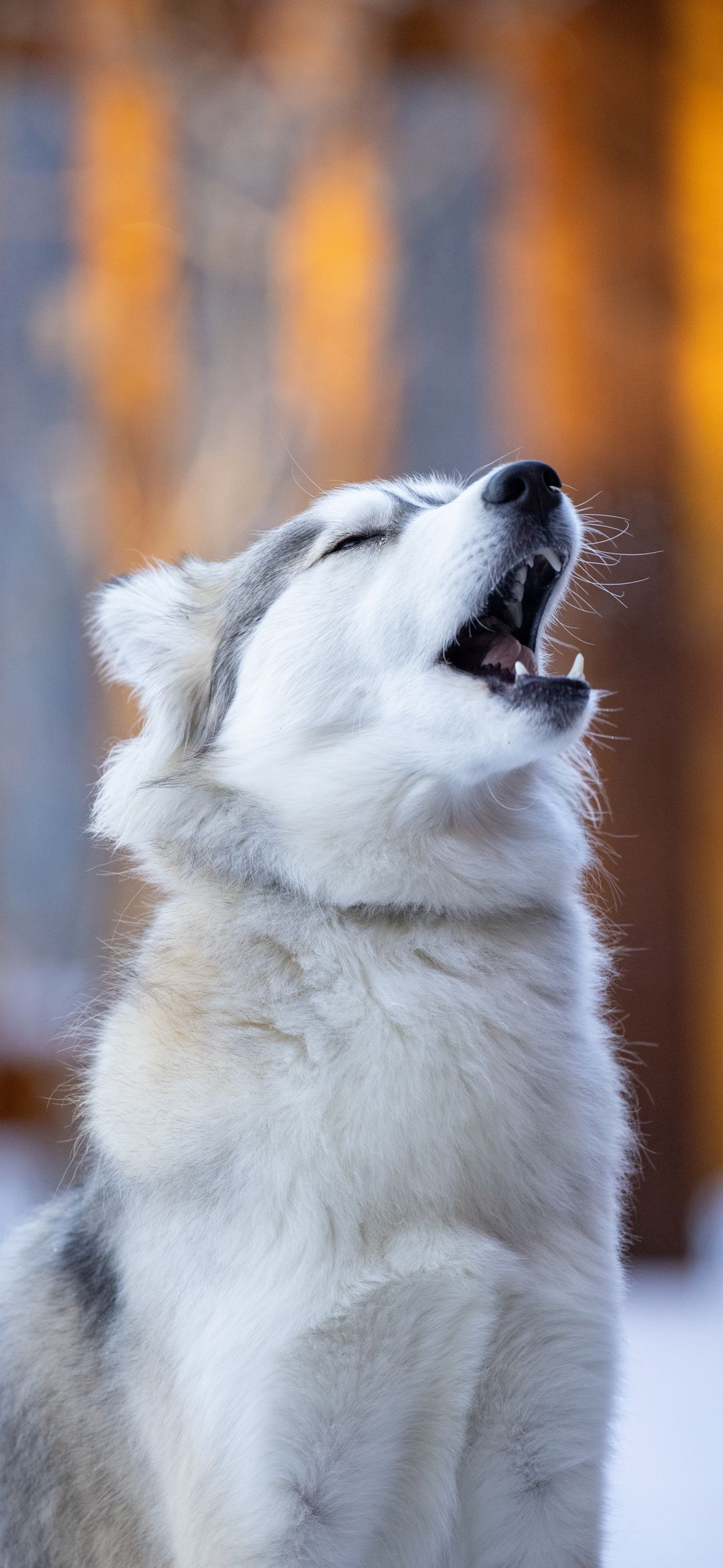 Girafe, chien avec la bouche ouverte dans la neige (husky, husky de sakhaline, husky sibérien, husky sibérien miniature, canidae)