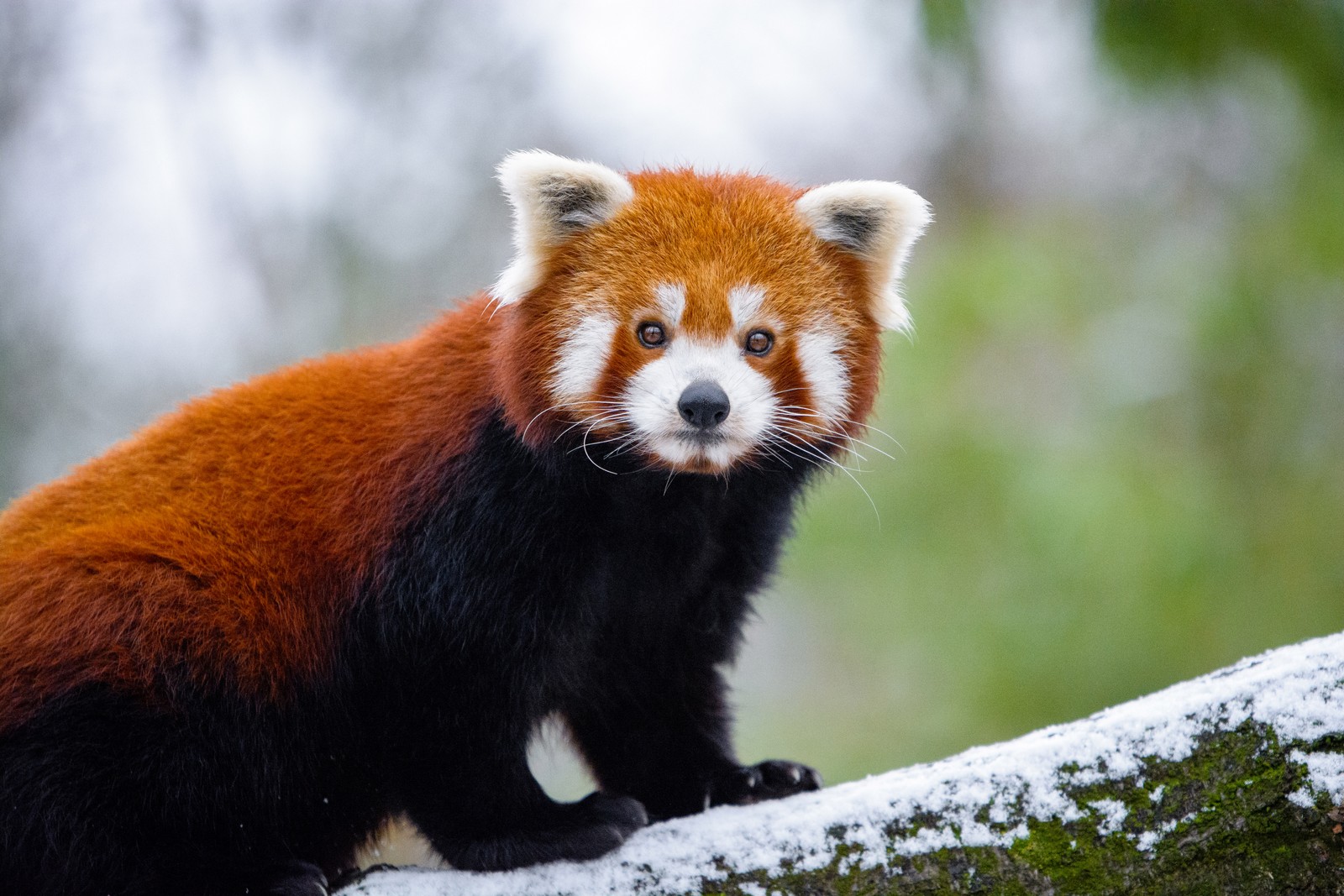 Un panda rouge assis sur une branche d'arbre dans la neige (panda roux, prédateur au sommet, museau, animal terrestre, douceur)