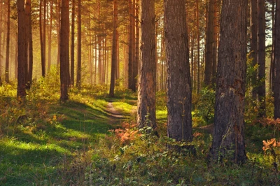 Sonniger Waldweg zwischen hohen Baumstämmen