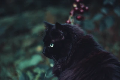 Gato preto majestoso com olhos verdes marcantes em meio à vegetação exuberante