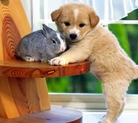 A playful puppy and a curious bunny share a cozy moment on a wooden chair.