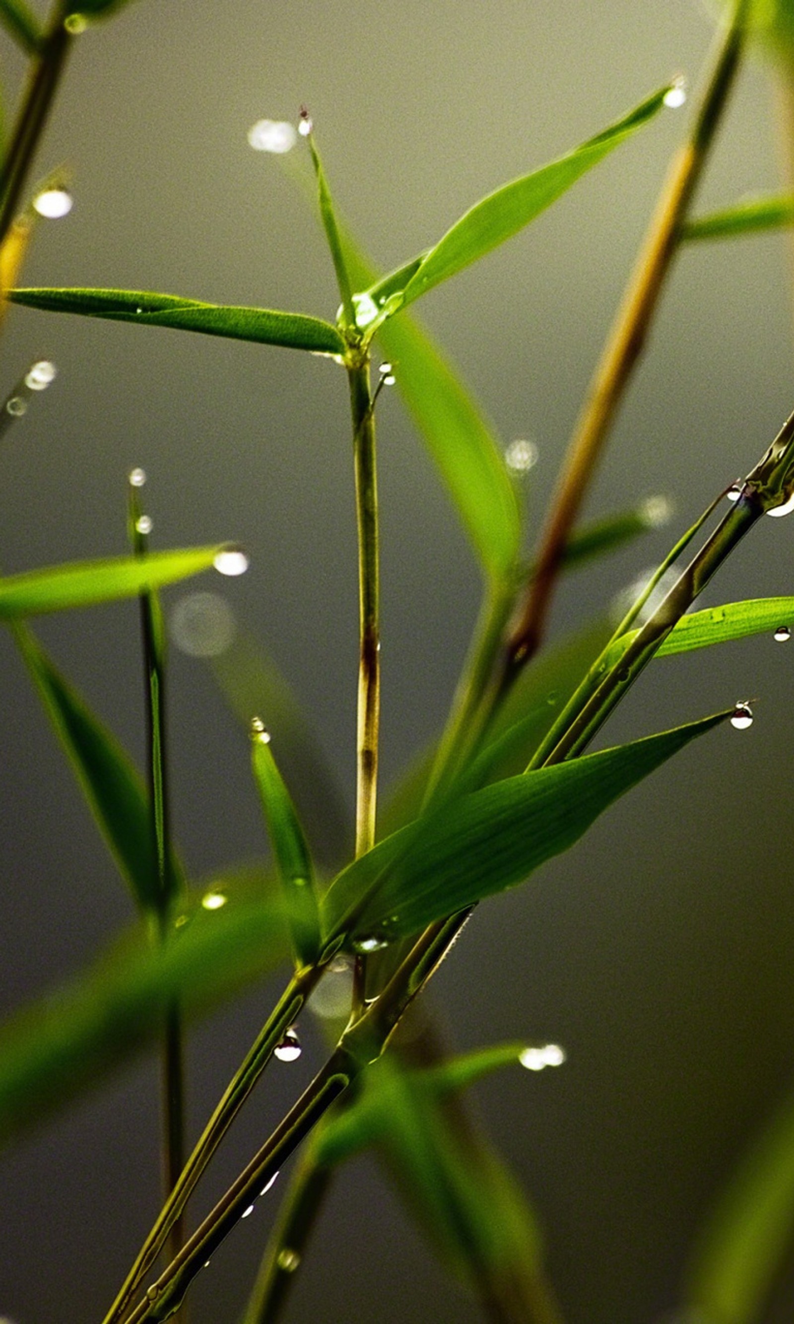 Araffes of water droplets on a plant with green leaves (blades, nature, plant)